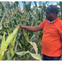 Good harvest anticipated