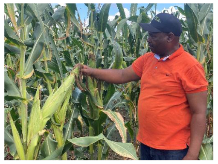 Good harvest anticipated